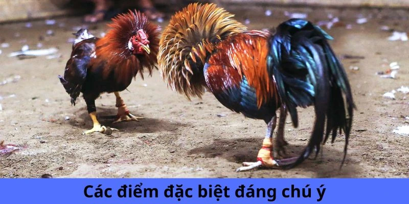 Các điểm đặc biệt đáng chú ý