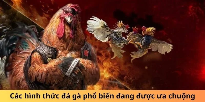 Các hình thức đá gà phổ biến đang được ưa chuộng