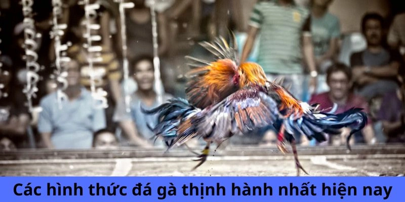 Các hình thức đá gà thịnh hành nhất hiện nay