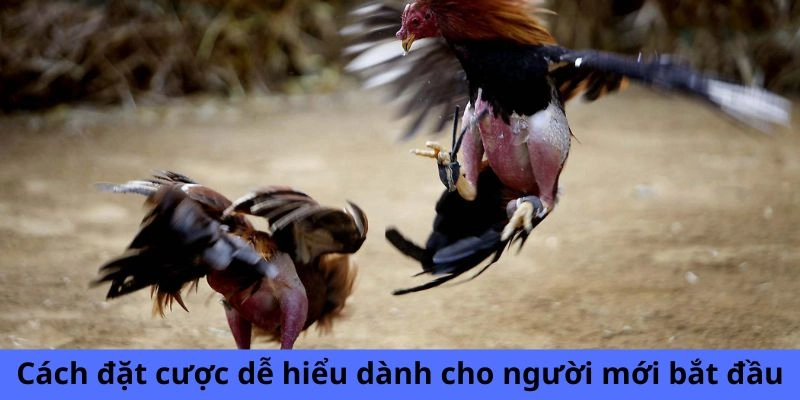 Cách đặt cược dễ hiểu dành cho người mới bắt đầu