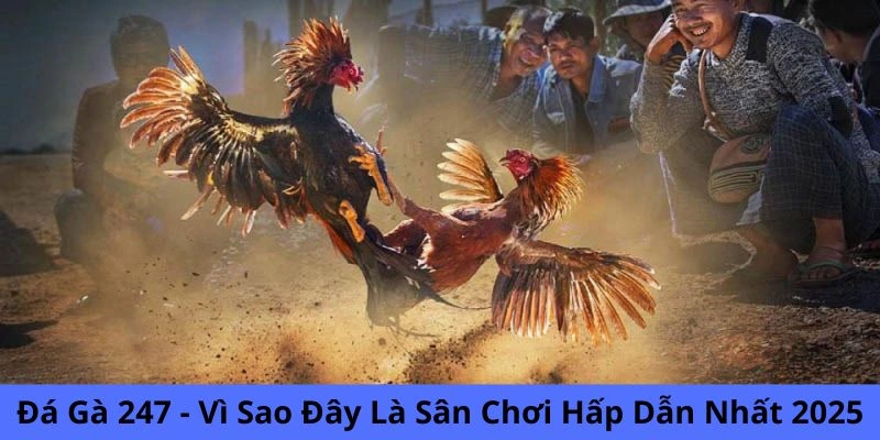 Đá gà 247