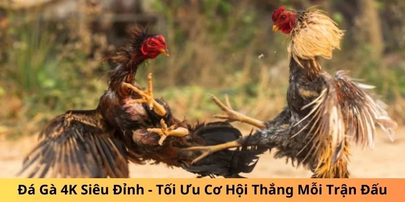 đá gà 4K