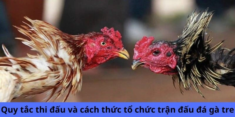 Quy tắc thi đấu và cách thức tổ chức trận đấu đá gà tre