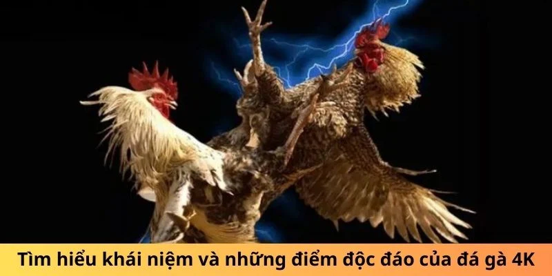 Tìm hiểu khái niệm và những điểm độc đáo của đá gà 4K