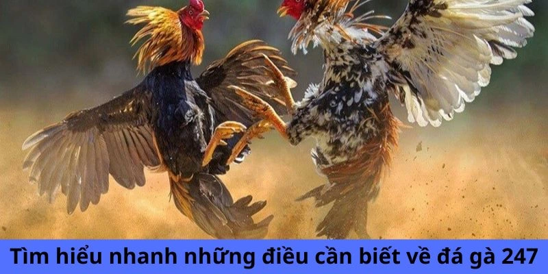 Tìm hiểu nhanh những điều cần biết về đá gà 247