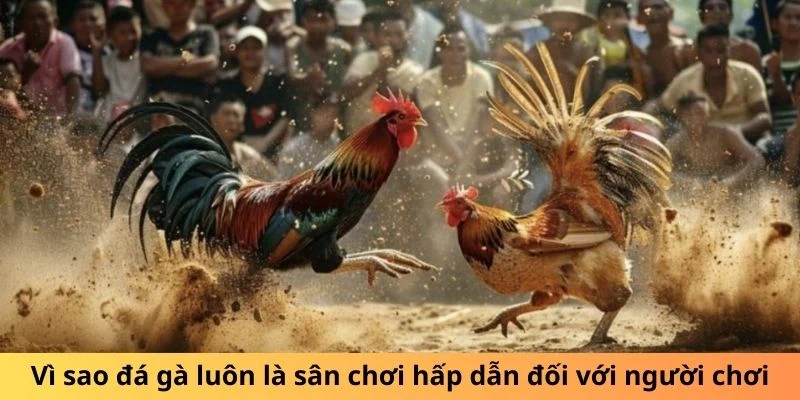 Vì sao đá gà luôn là sân chơi hấp dẫn đối với thành viên